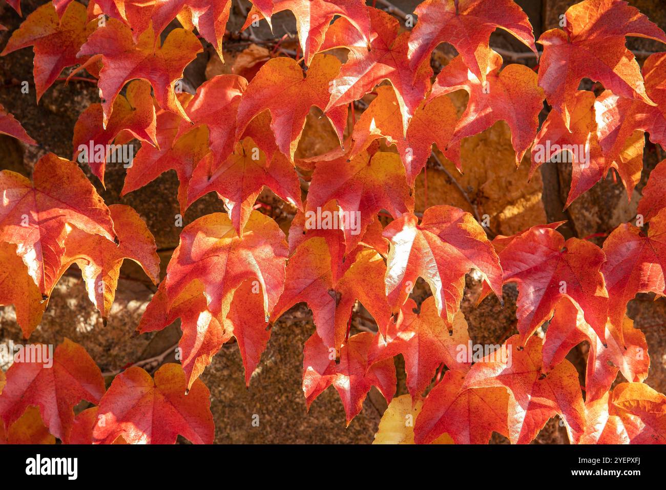 Brillanti foglie di vite autunnali su un muro di pietra Foto Stock