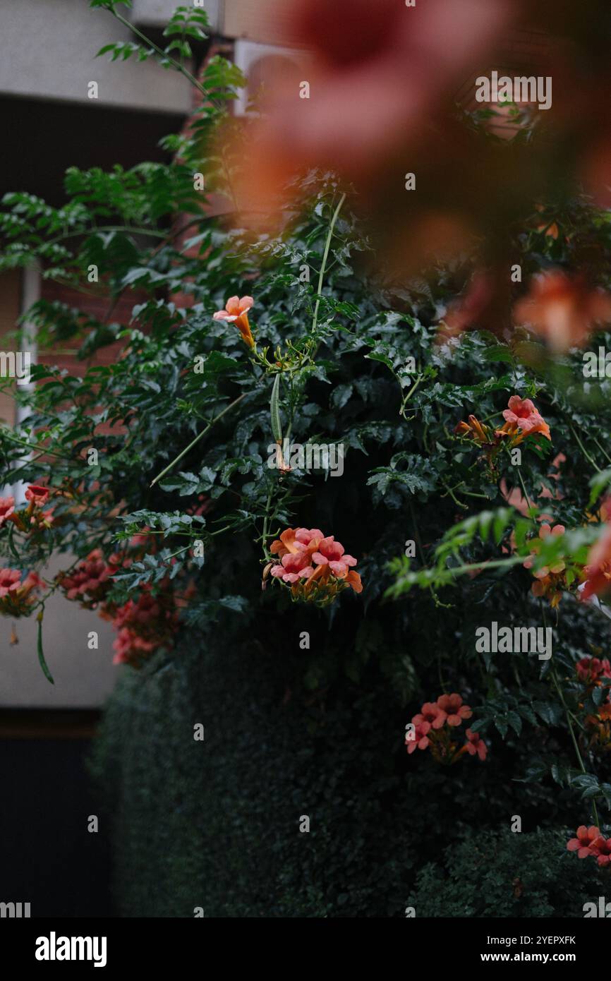 I colorati fiori di tromba adornano un giardino a Vozdovac, Belgrado Foto Stock