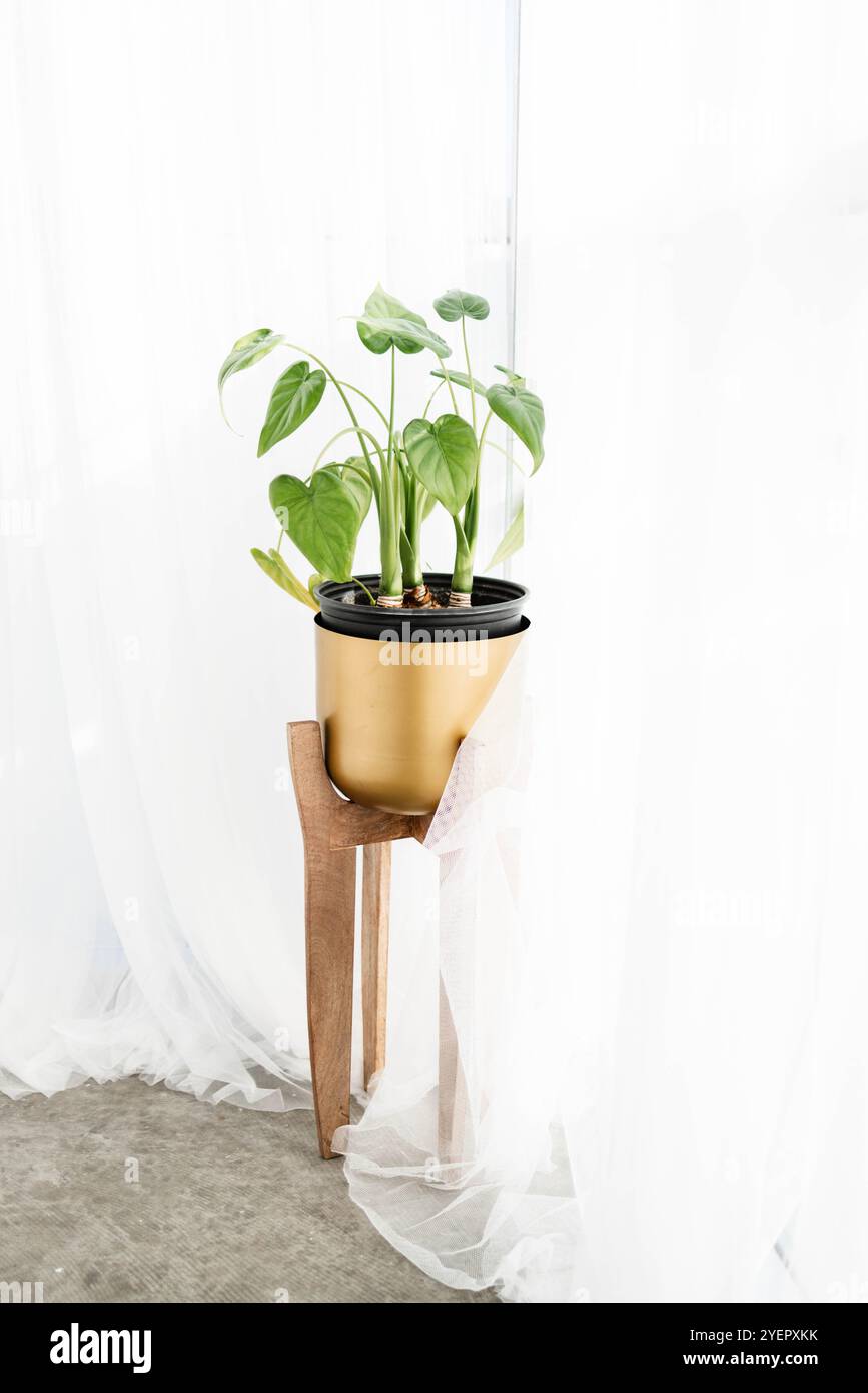 Pianta coperta circondata da luce bianca Foto Stock