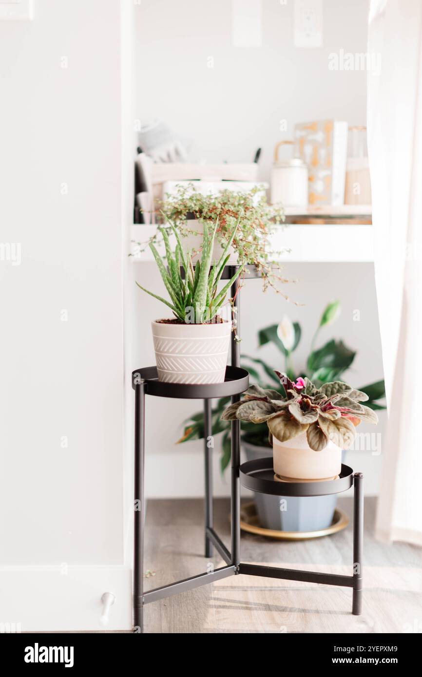 Home arredamento con piante e finestre Foto Stock