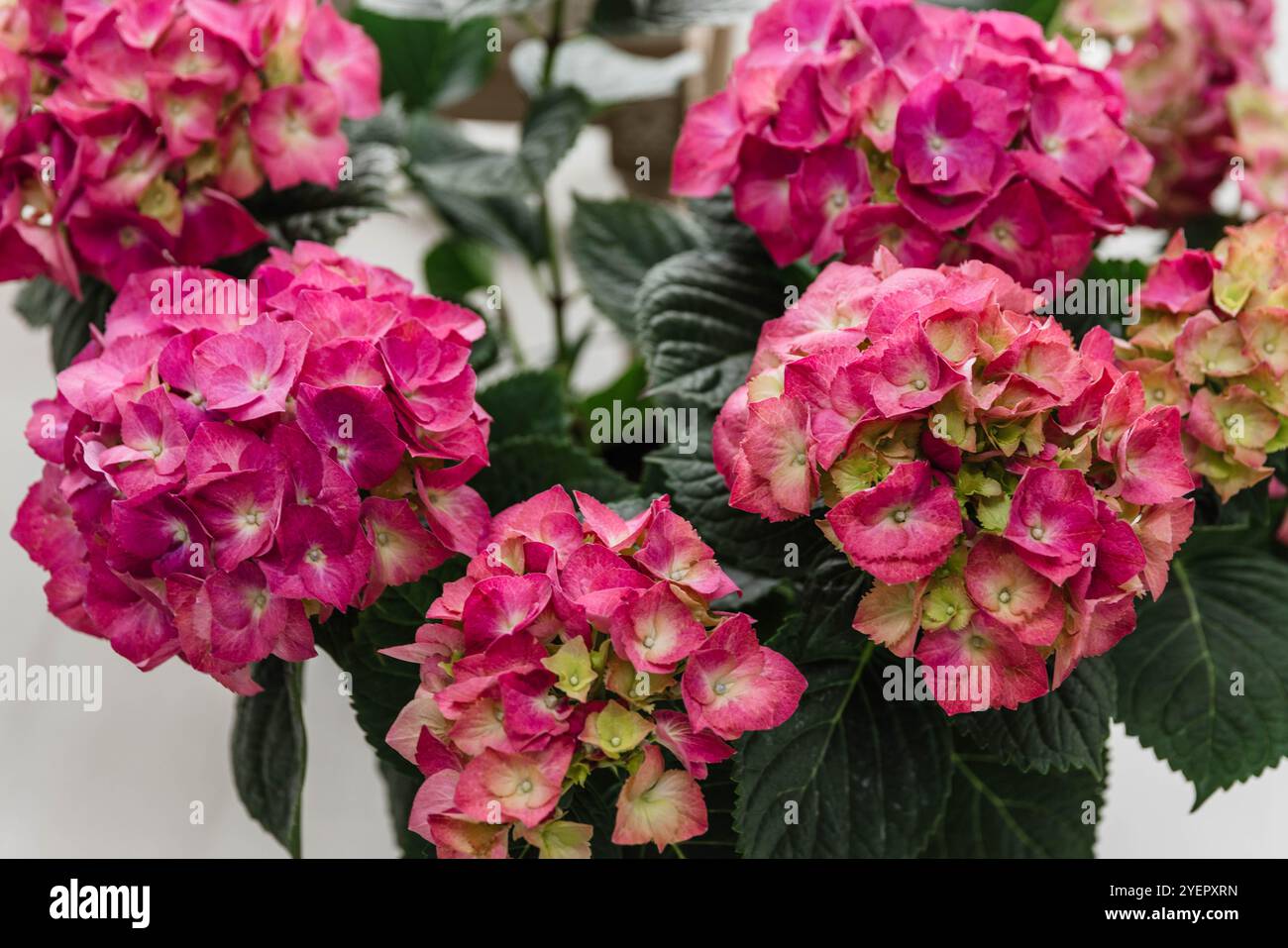 Ortensie rosa voluminose in una pentola Foto Stock