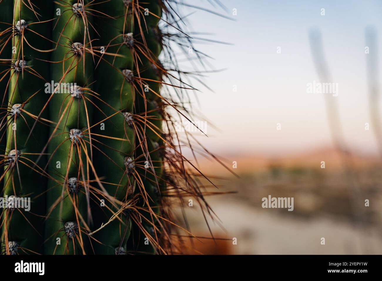 Primo piano di un cactus con spine affilate contro un deserto sfocato Foto Stock