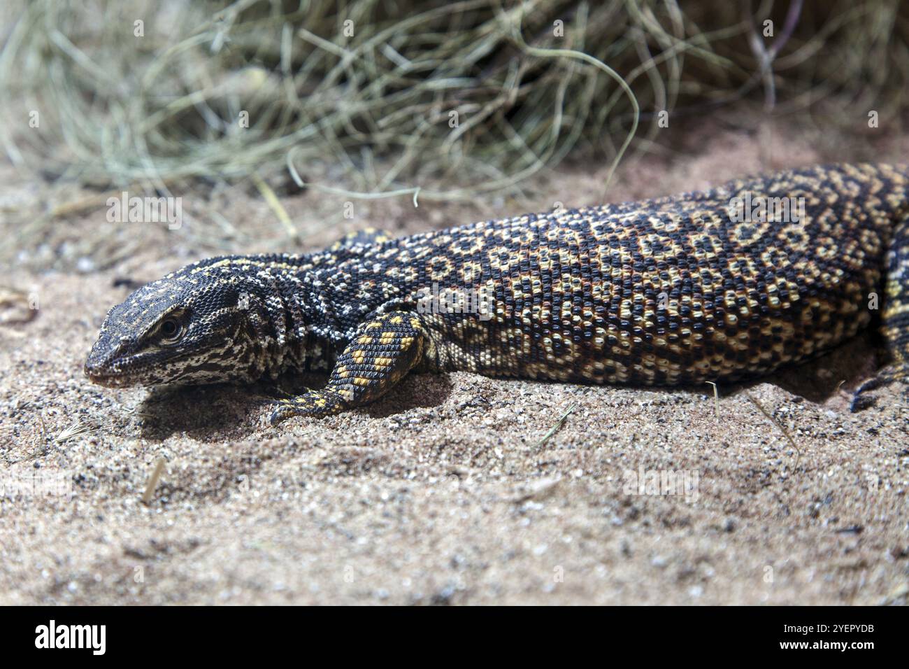 Lucertola a coda spinosa (Varanus acanthurus), prigioniera, Germania, Europa Foto Stock