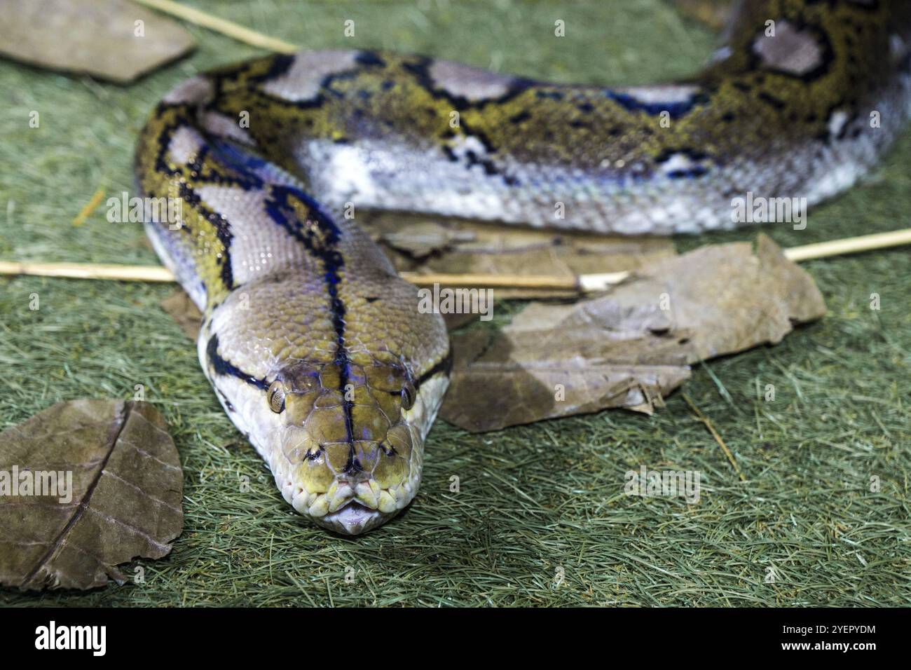 Pitone reticolato (Malayopython reticulatus), prigioniero, Germania, Europa Foto Stock
