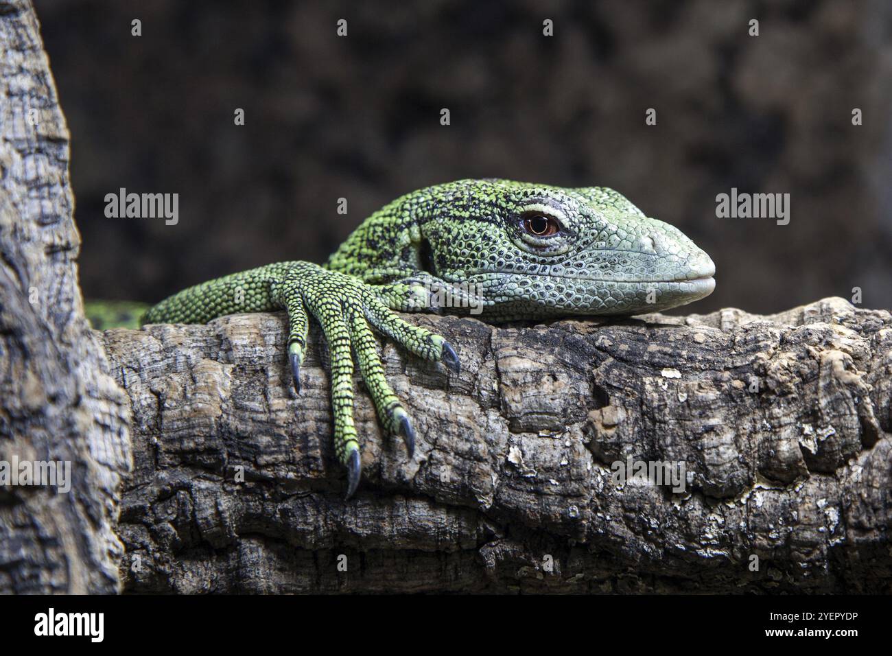 Reisinger's Tree monitor (Varanus reisingeri), prigioniero, Germania, Europa Foto Stock
