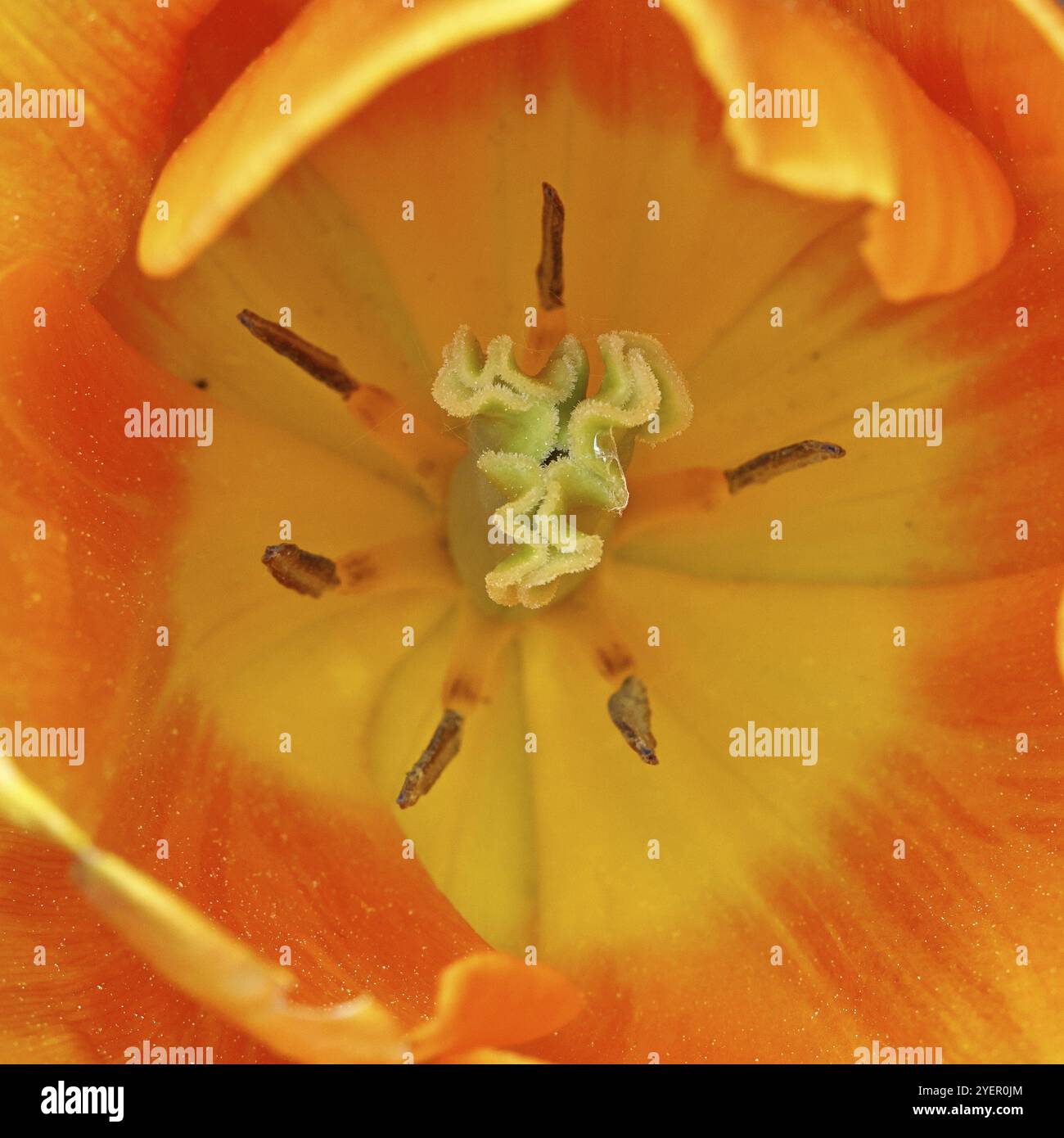 Tulipani (Tulipa), colore arancio fiore in un letto di fiori, interno di fiore, pistile e stallo, Wilnsdorf, Renania settentrionale-Vestfalia, Germania, Europa Foto Stock