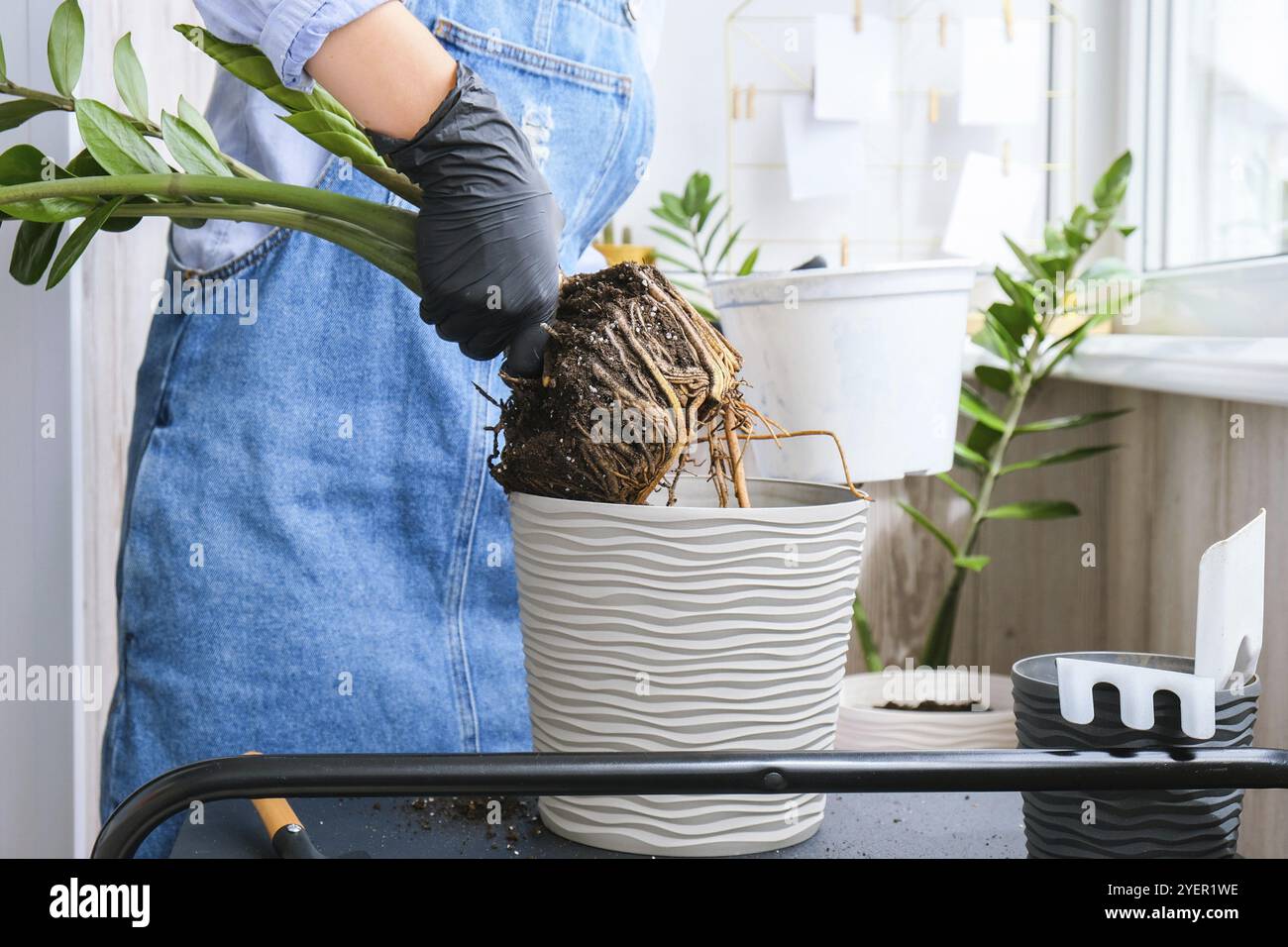 Donna giardiniere trasplants piante interne ed usa una pala sul tavolo. Zamioculcas concetto di cura delle piante e giardino domestico. Piantare la molla. Albero dei soldi Foto Stock