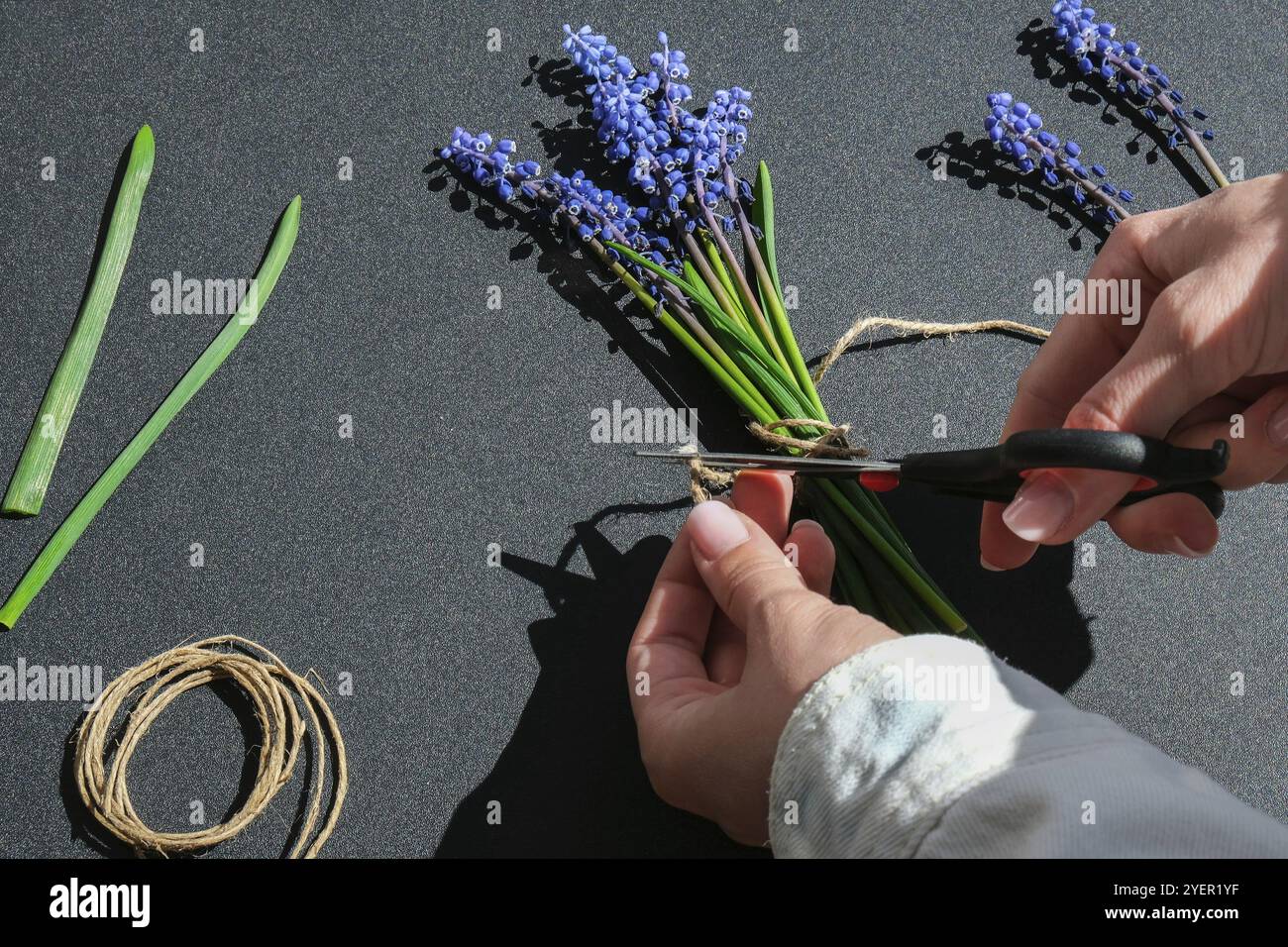 Le mani femminili raccolgono bouquet di muscari blu come regalo. Fiori potati. Fioraio in negozio di fiori. Stile ecologico. Fiorista al lavoro. Donna che fa bo Foto Stock