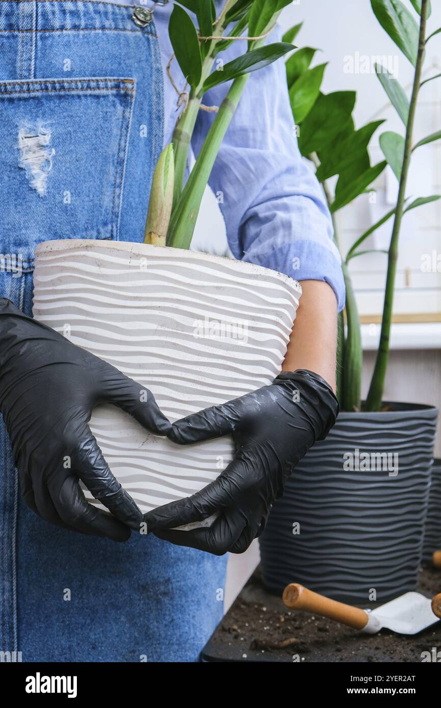 Mani in forma di cuore Gardener donna tenuta pentola piante interne Zamioculcas concetto di cura delle piante e giardino domestico. Primavera piantando Money Tree Foto Stock