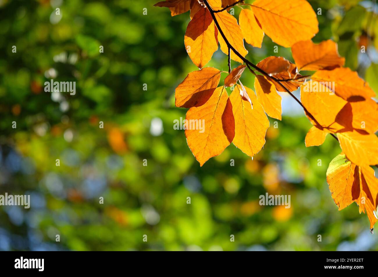 foglie di faggio autunnali di arancio retroilluminato nel bosco, norfolk, inghilterra Foto Stock