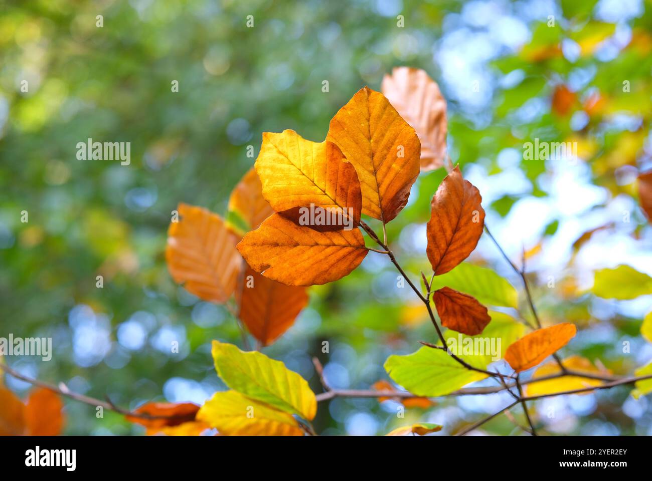 foglie di faggio autunnali di arancio retroilluminato nel bosco, norfolk, inghilterra Foto Stock
