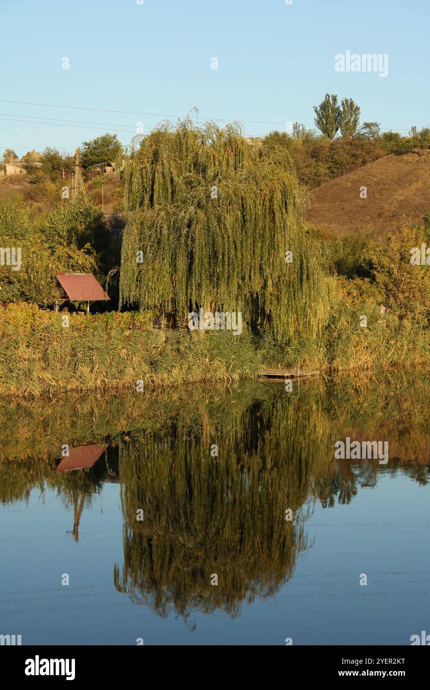 Un albero riflesso nell'acqua crea un doppio effetto paesaggio. Foto Stock