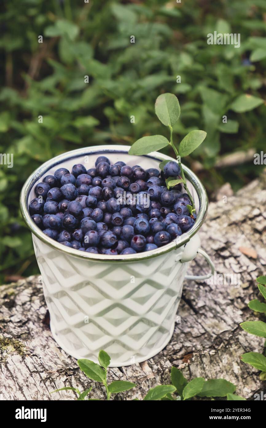 Primo piano di mirtilli in secchio bianco nella foresta con foglie verdi. Vita di campagna giardinaggio eco-friendly bacche raccolte viventi, processo di coll Foto Stock