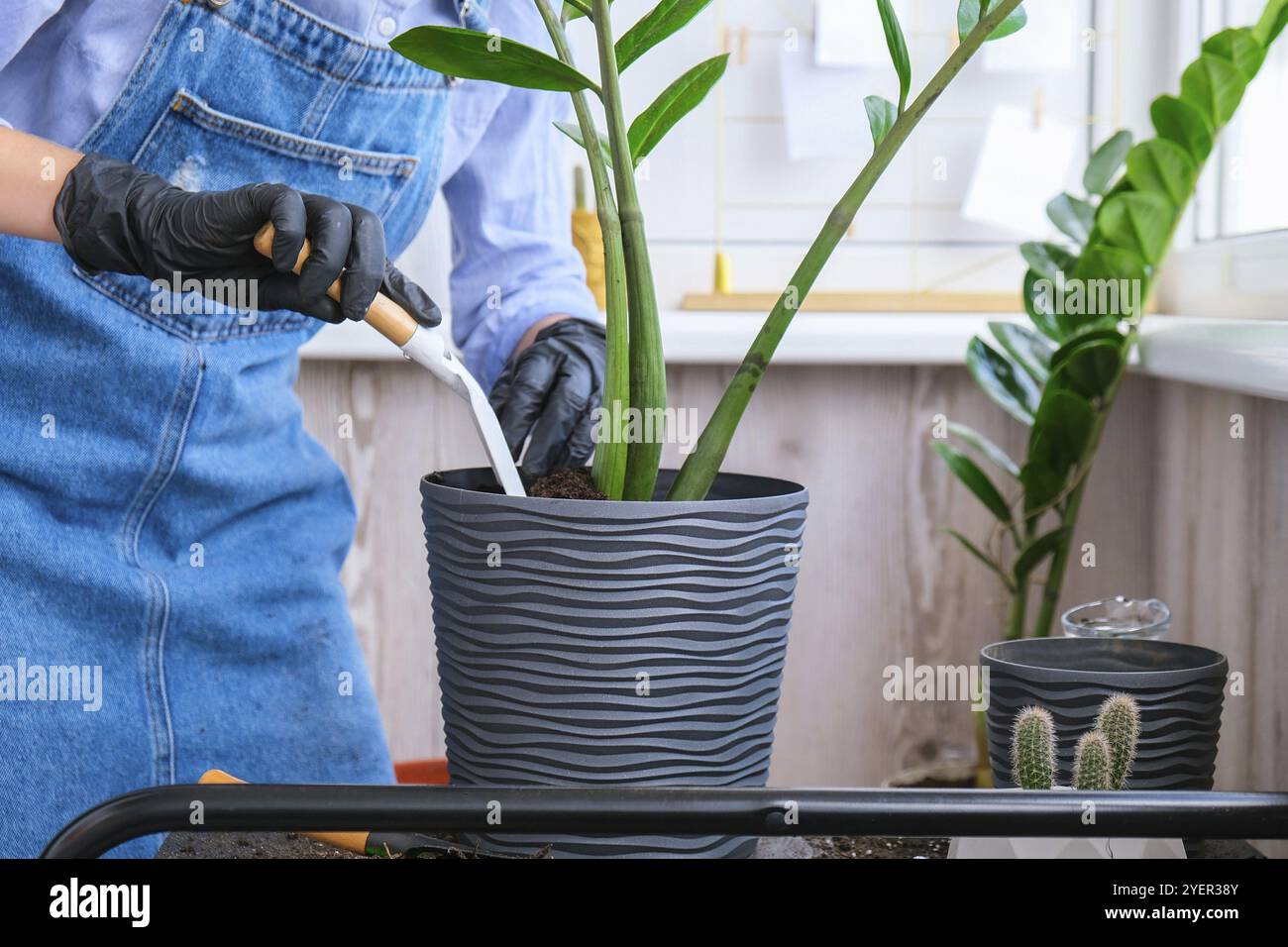 Donna giardiniere trasplants piante interne ed usa una pala sul tavolo. Zamioculcas concetto di cura delle piante e giardino domestico. Piantare la molla. Albero dei soldi Foto Stock