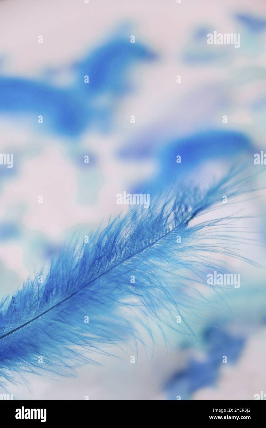 Colori bianco e blu. Piuma d'uccello su fuoco selettivo. Primo piano. Sfondo. Spazio di copia per il testo. Femina, ariosa e leggera. Texture piume in colore pastello Foto Stock