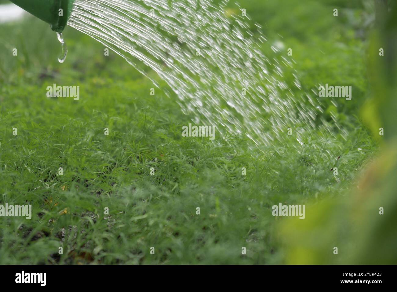 Coltivatore che innaffia erbe verdi di aneto nel giardino all'aperto. Concetto di mangiare sano verdure di vegetazione casalinga. Vita di campagna stagionale. F Foto Stock