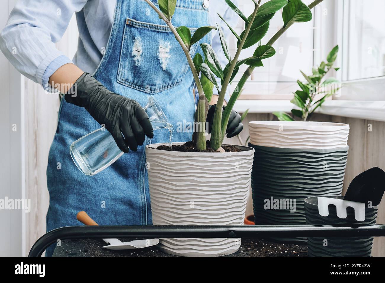 Donna giardiniere trasplants piante interne ed usa una pala sul tavolo. Zamioculcas concetto di cura delle piante e giardino domestico. Piantare la molla. Albero dei soldi Foto Stock
