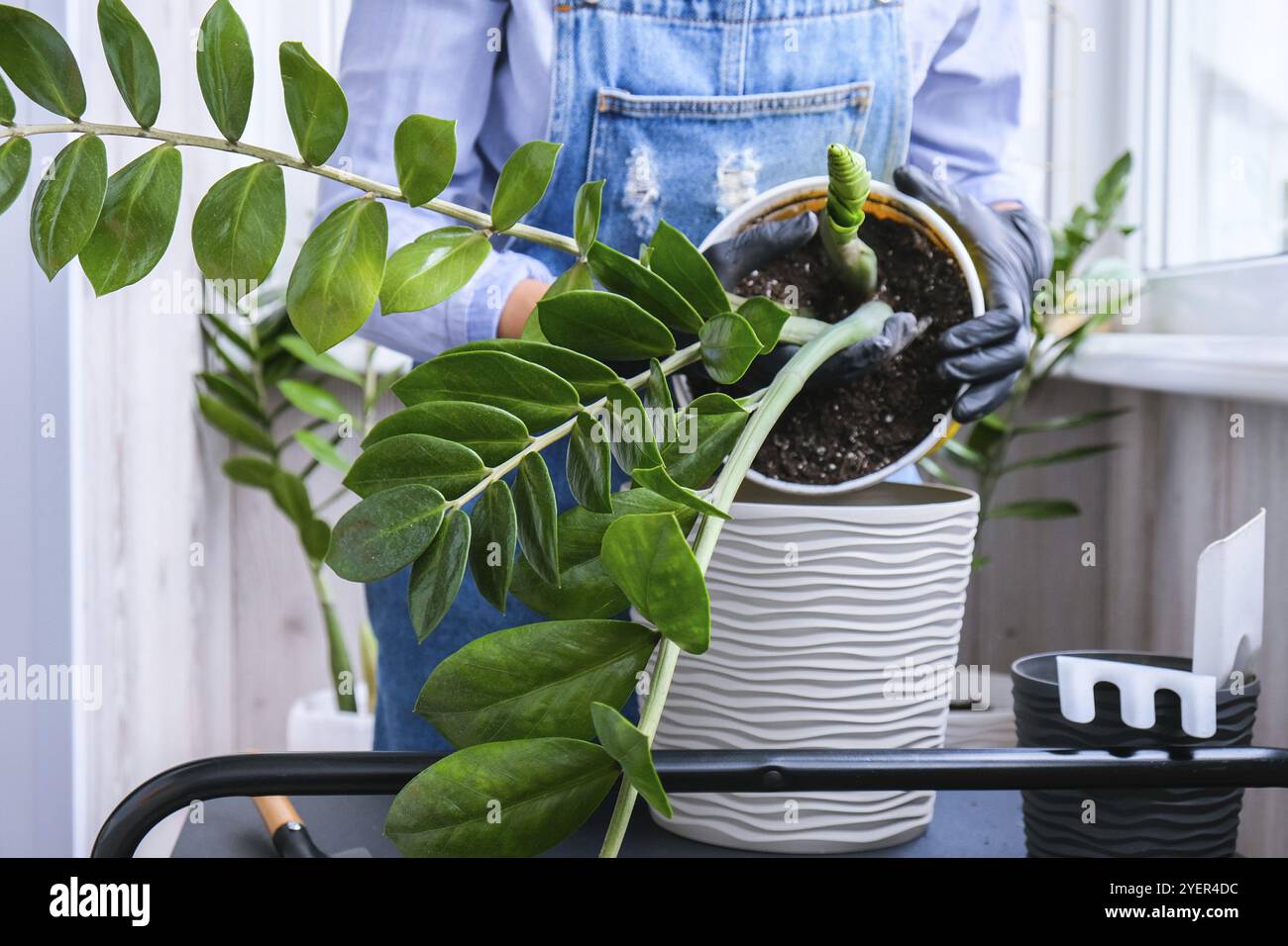 Donna giardiniere trasplants piante interne ed usa una pala sul tavolo. Zamioculcas concetto di cura delle piante e giardino domestico. Piantare la molla. Albero dei soldi Foto Stock