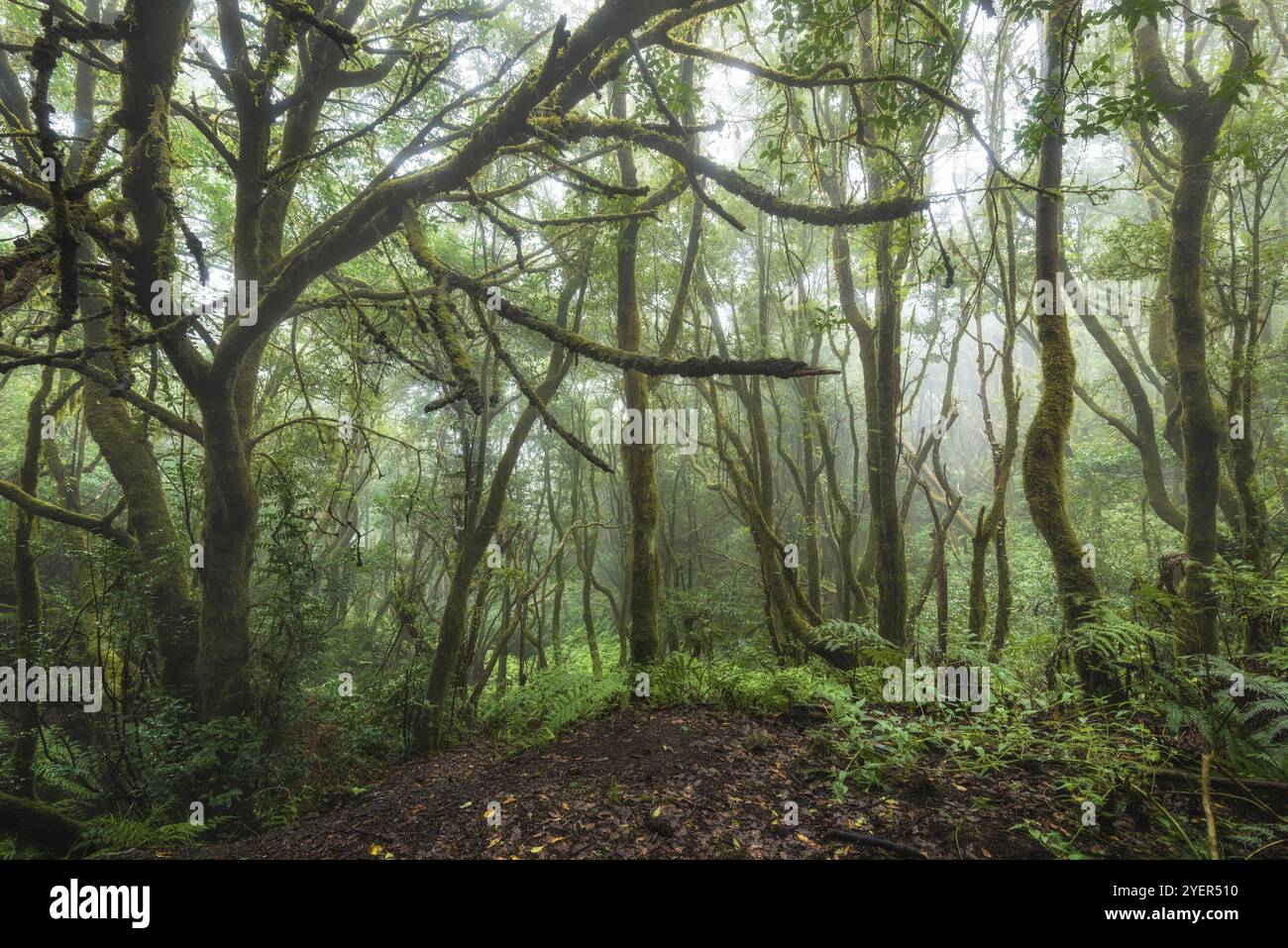 Foresta pluviale magica Laurisilva nelle montagne di Anaga, Tenerife, Isole Canarie, Spagna, Europa Foto Stock