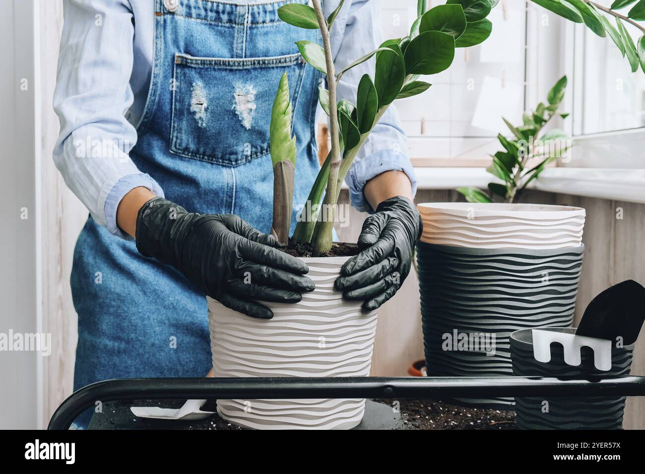 Donna giardiniere trasplants piante interne ed usa una pala sul tavolo. Zamioculcas concetto di cura delle piante e giardino domestico. Piantare la molla. Albero dei soldi Foto Stock