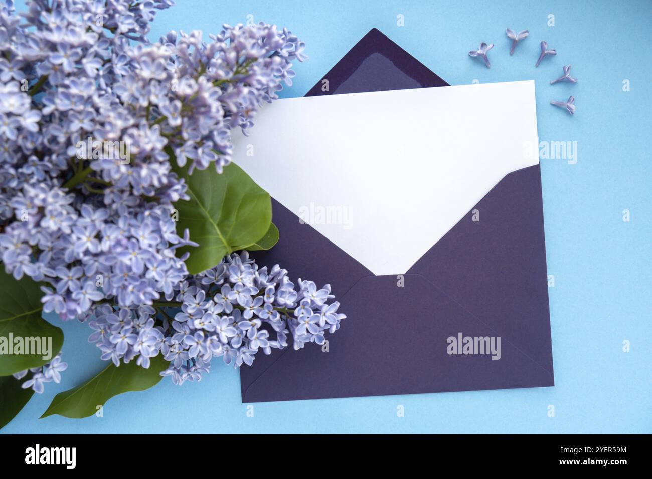 Composizione con busta viola vuota e bellissimi fiori lilla primaverili su sfondo blu. Spazio per la copia di biglietti di auguri di invito mockup Foto Stock