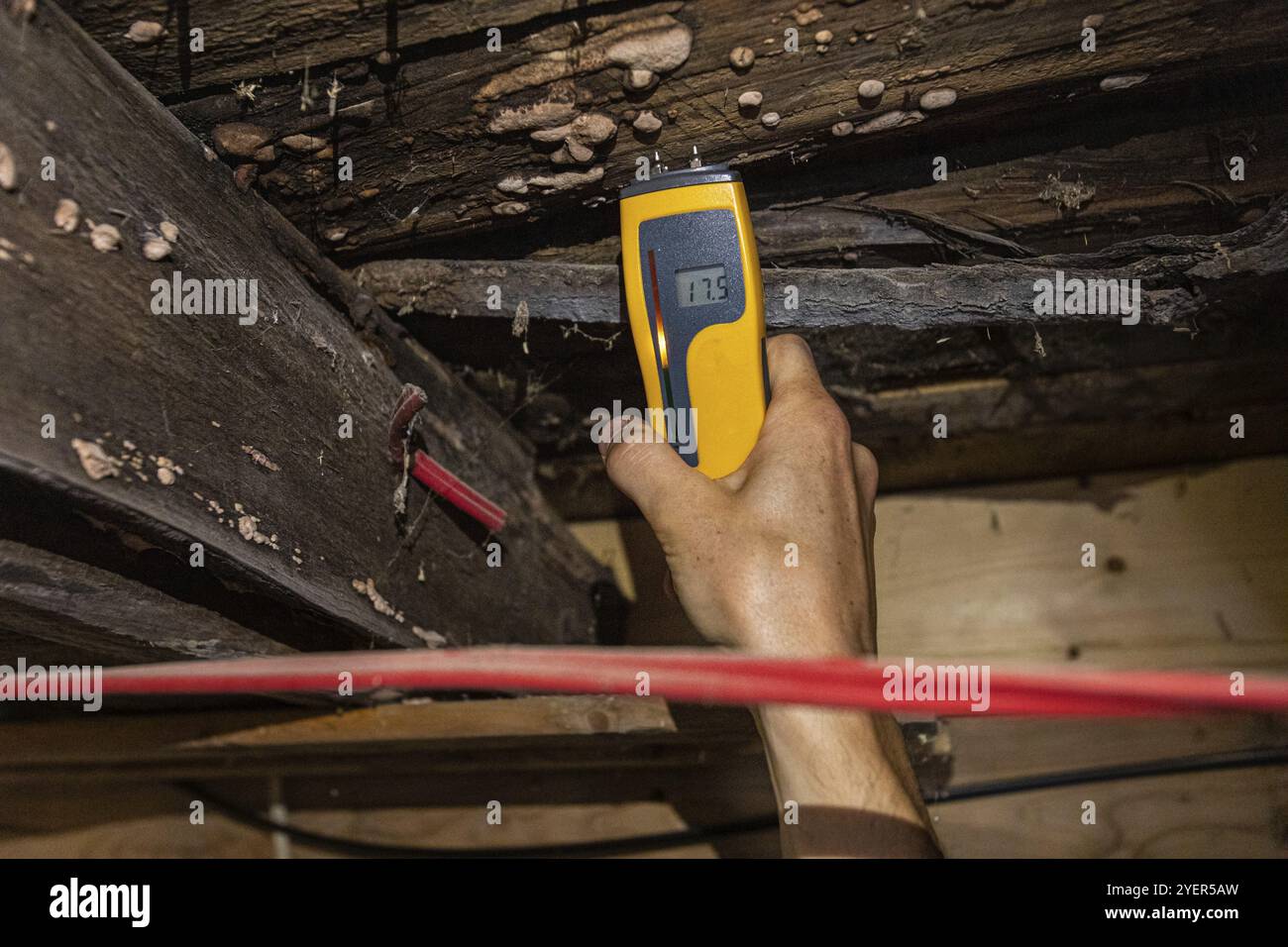 Una vista ravvicinata del rilevatore di umidità portatile digitale che mostra un moderato livello di umidità nei pavimenti in legno e nei putrelle con fungo bianco Foto Stock