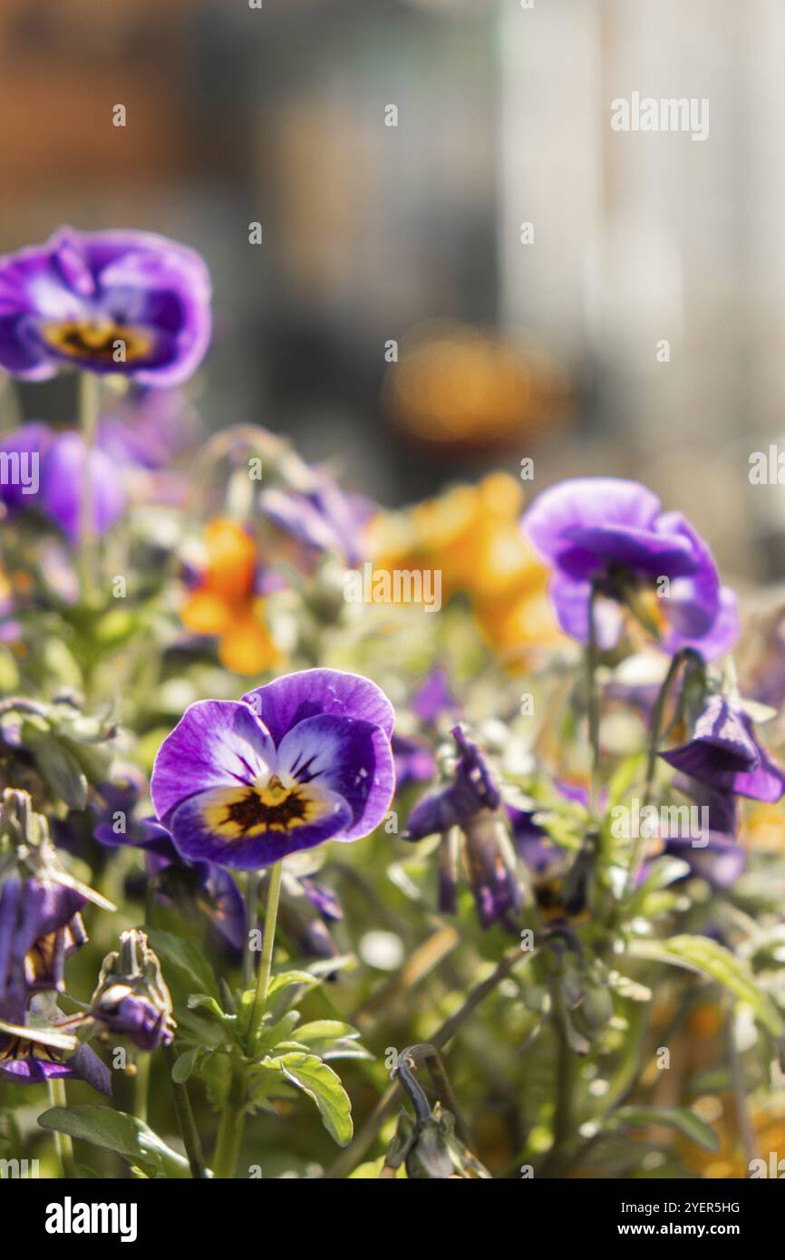 Aiuole di bellissimi fiori colorati su sfondo verde prato. Gruppo di fiori delicati nel periodo di fioritura attiva in primavera. Natu romantico Foto Stock