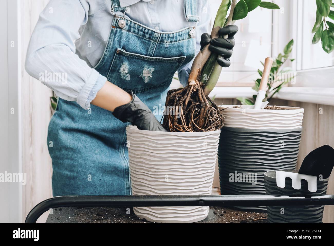 Donna giardiniere trasplants piante interne ed usa una pala sul tavolo. Zamioculcas concetto di cura delle piante e giardino domestico. Piantare la molla. Albero dei soldi Foto Stock