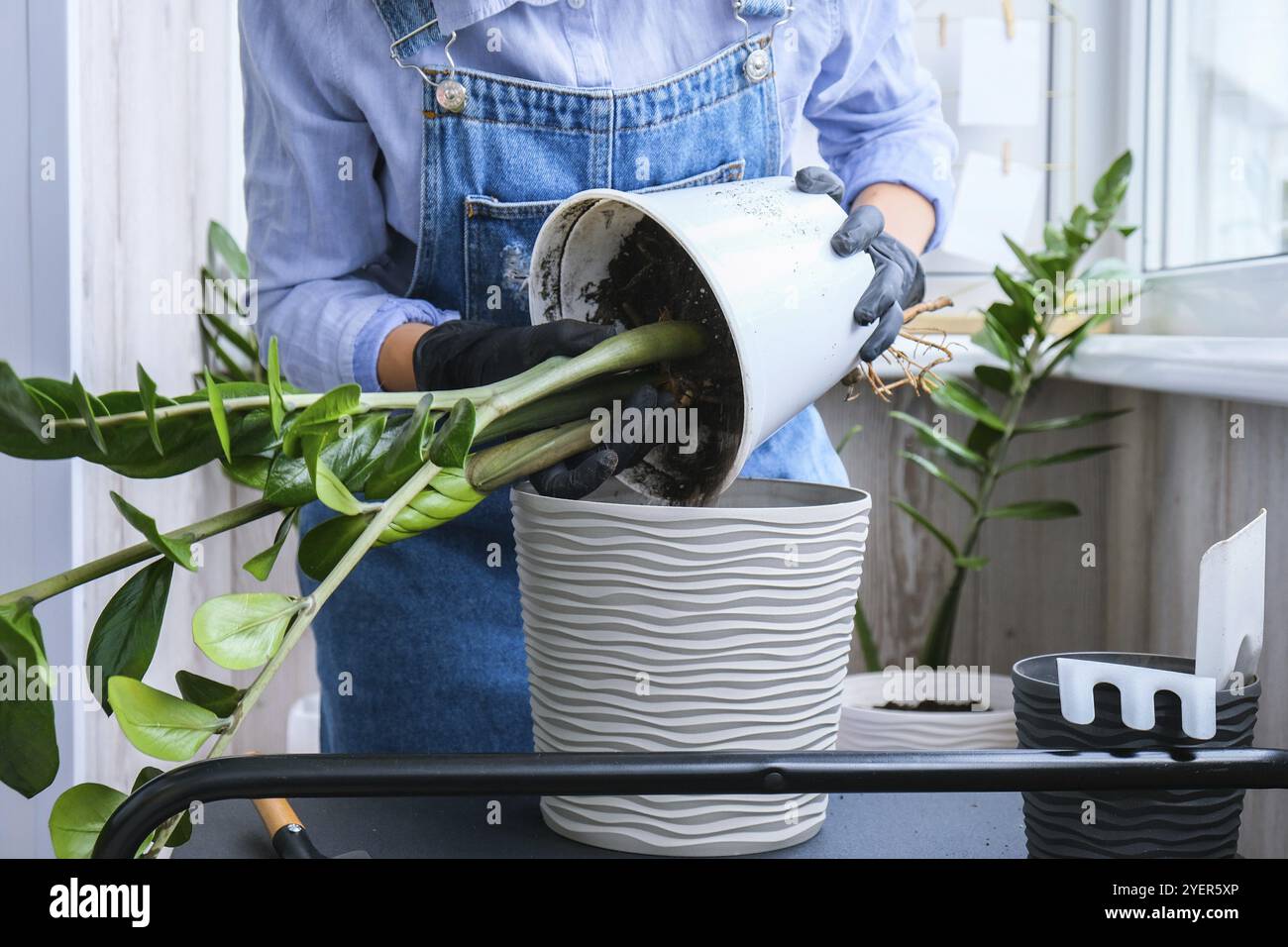Donna giardiniere trasplants piante interne ed usa una pala sul tavolo. Zamioculcas concetto di cura delle piante e giardino domestico. Piantare la molla. Albero dei soldi Foto Stock