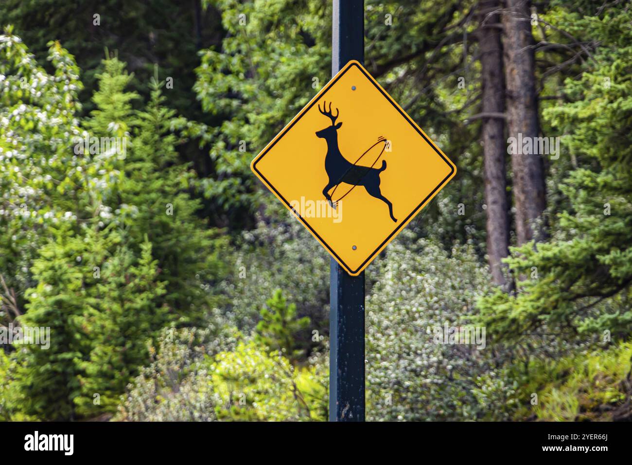 Cervi attraversano regolarmente questa strada di essere vigilanti per animali segno. Attenzione alla segnaletica, messa a fuoco selettiva e vista ravvicinata con alberi da foresta sullo sfondo Foto Stock