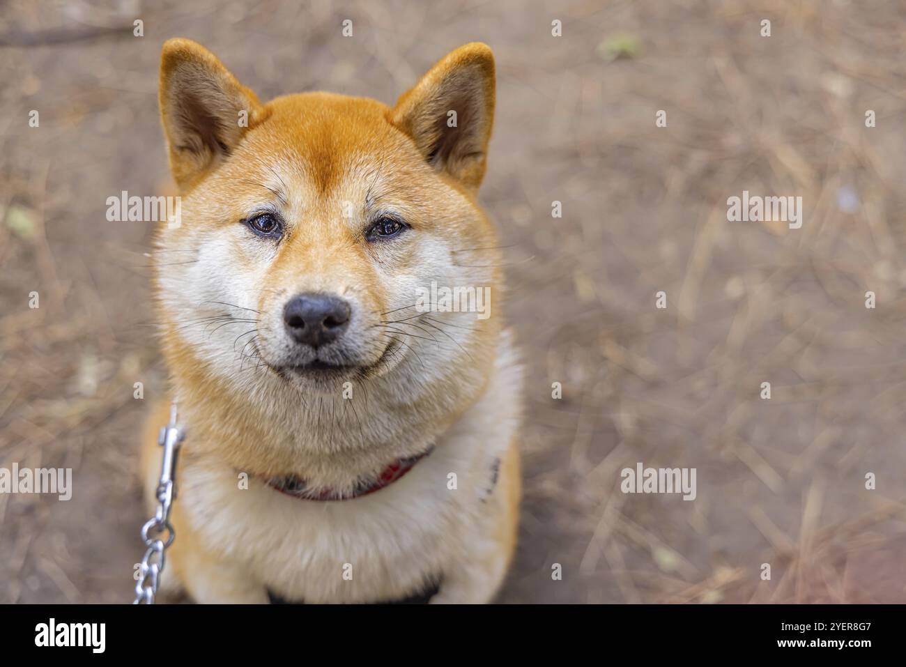 Vista ravvicinata di un adorabile cane rosso Shiba Inu seduto all'aperto con spazio per copiare a destra. Famosa razza giapponese di canini Spitz Foto Stock