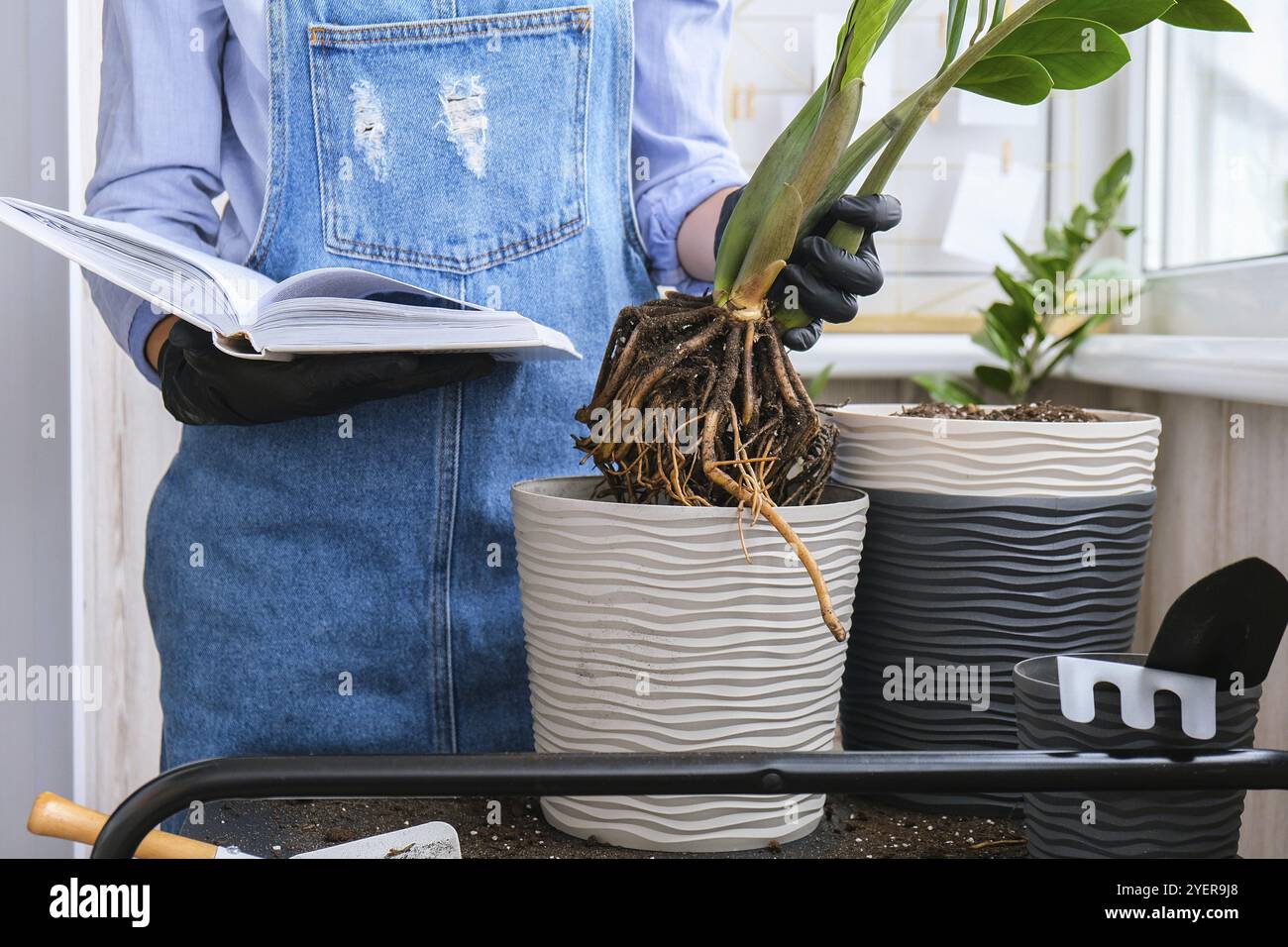 Donna giardiniere leggere libro e trapianti piante indoor e utilizzare una pala sul tavolo. Zamioculcas concetto di cura delle piante e giardino domestico. Planti a molla Foto Stock