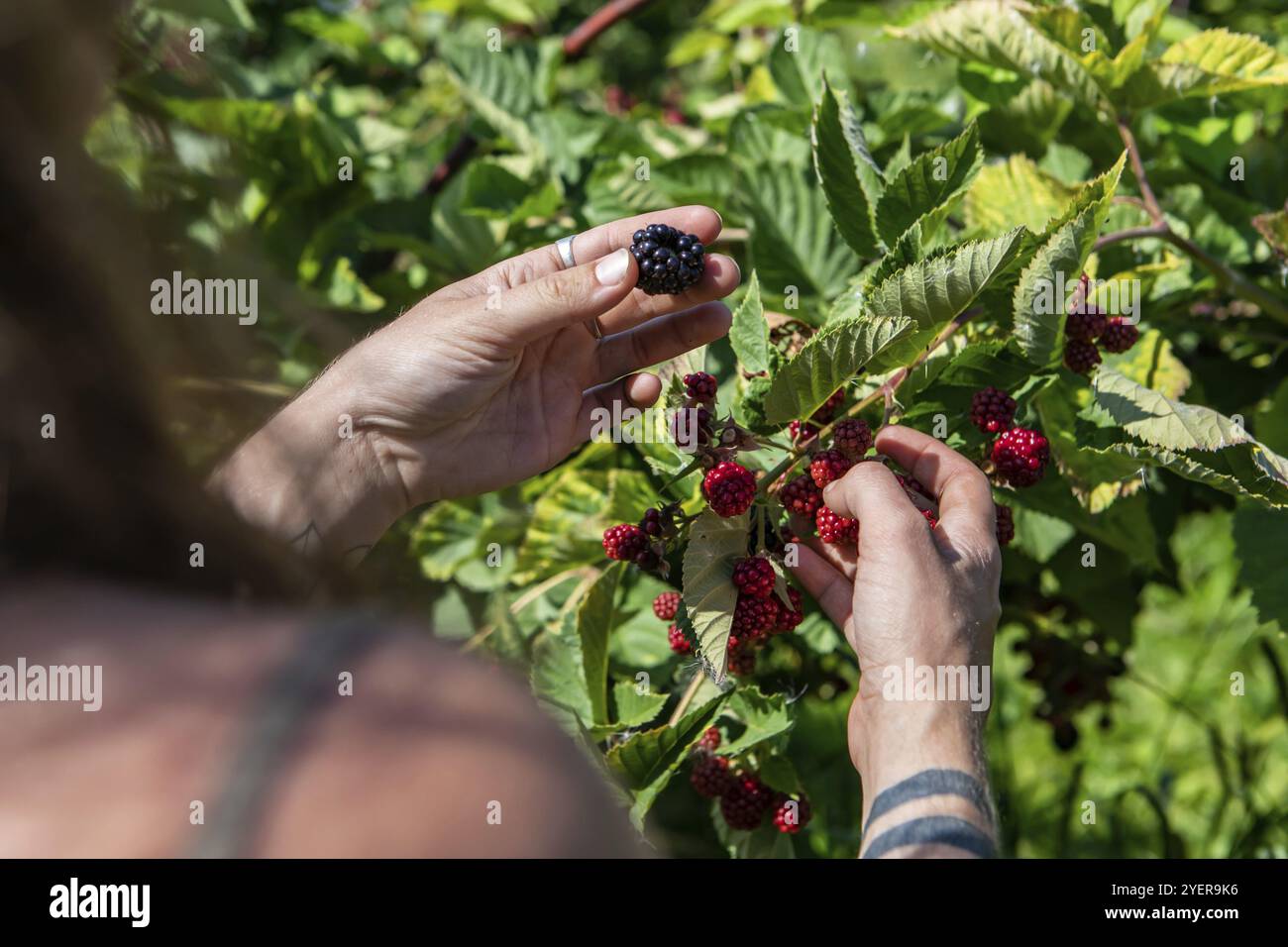 Fuoco selettivo e colpo di primo piano di mani di donna con tatuaggi come lei picking un frutto maturo blackberry. Dalla macchia di more durante la stagione di raccolto Foto Stock