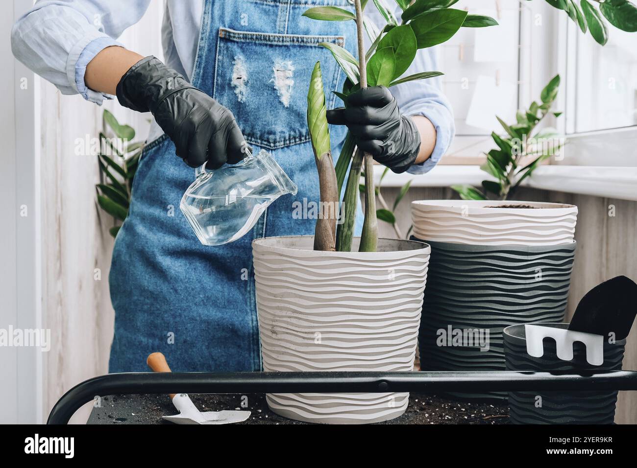 Donna giardiniere trasplants piante interne ed usa una pala sul tavolo. Zamioculcas concetto di cura delle piante e giardino domestico. Piantare la molla. Albero dei soldi Foto Stock