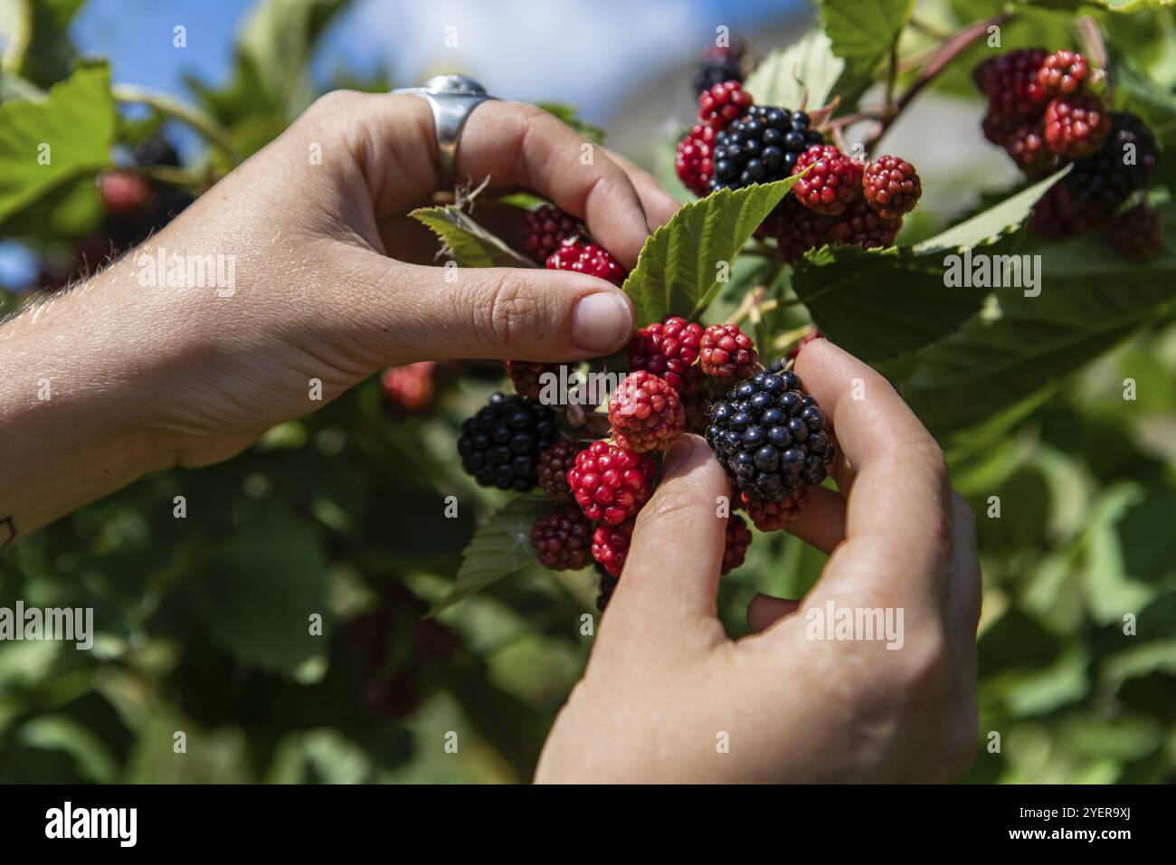 Messa a fuoco selettiva e primo piano di mani e dita che raccolgono e scelgono i frutti maturi di mora da un cespuglio durante la stagione del raccolto Foto Stock