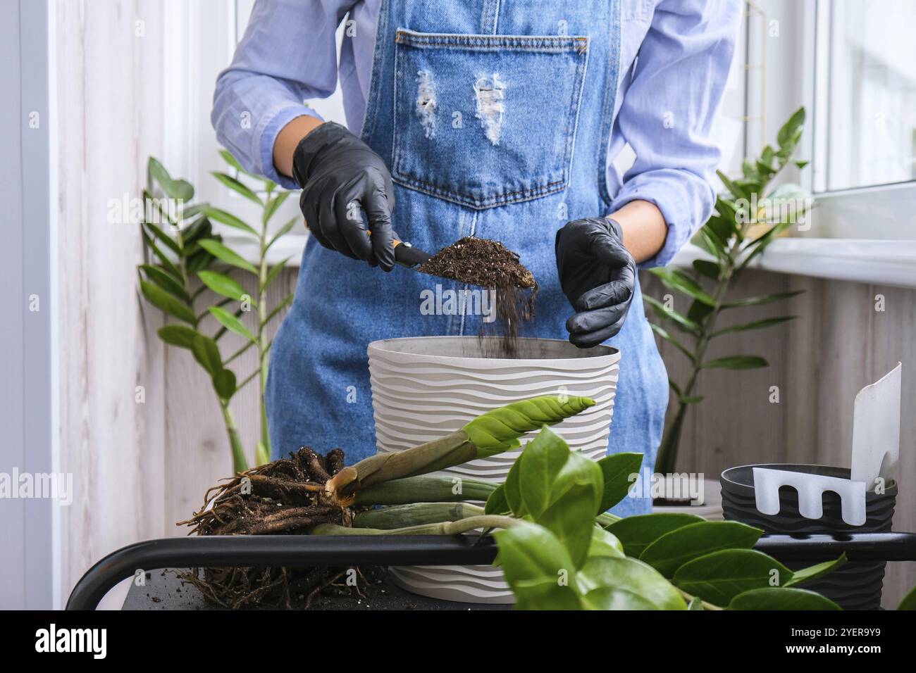 Donna giardiniere trasplants piante interne ed usa una pala sul tavolo. Zamioculcas concetto di cura delle piante e giardino domestico. Piantare la molla. Albero dei soldi Foto Stock
