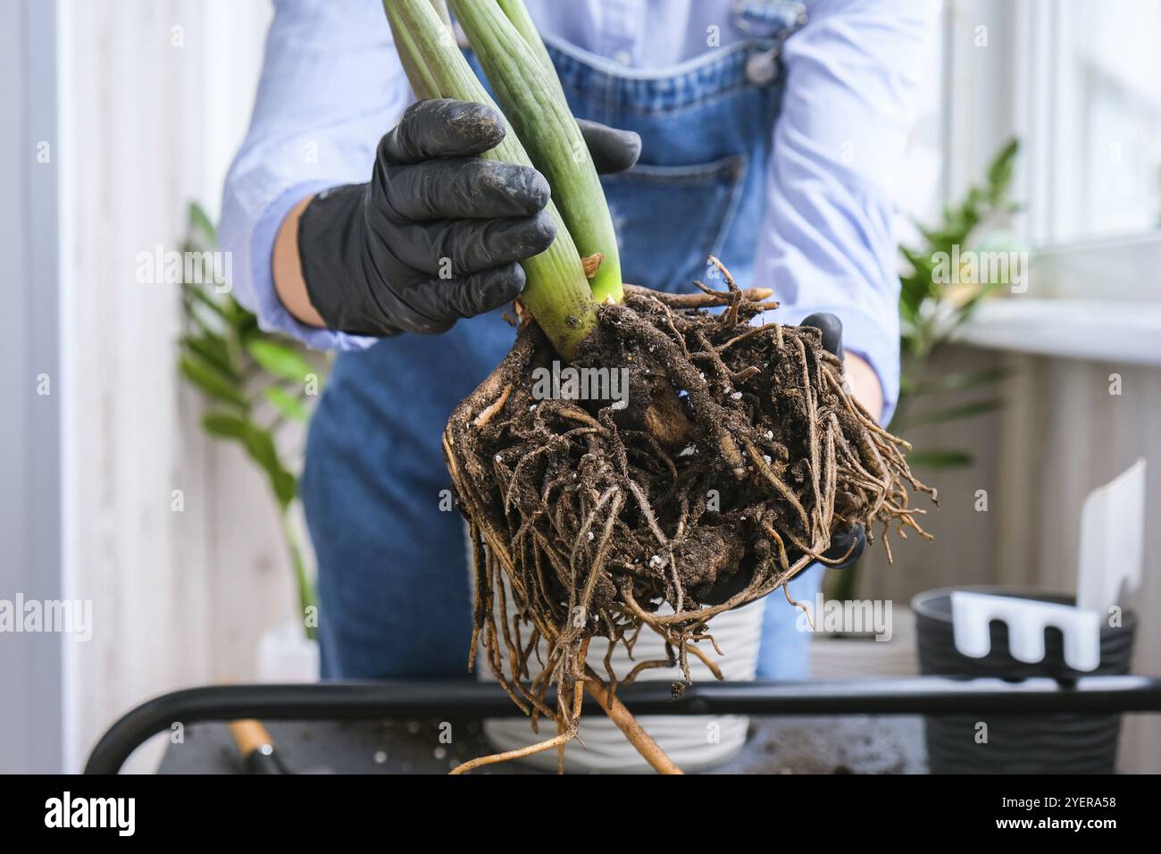 Donna giardiniere trasplants piante interne ed usa una pala sul tavolo. Zamioculcas concetto di cura delle piante e giardino domestico. Piantare la molla. Albero dei soldi Foto Stock