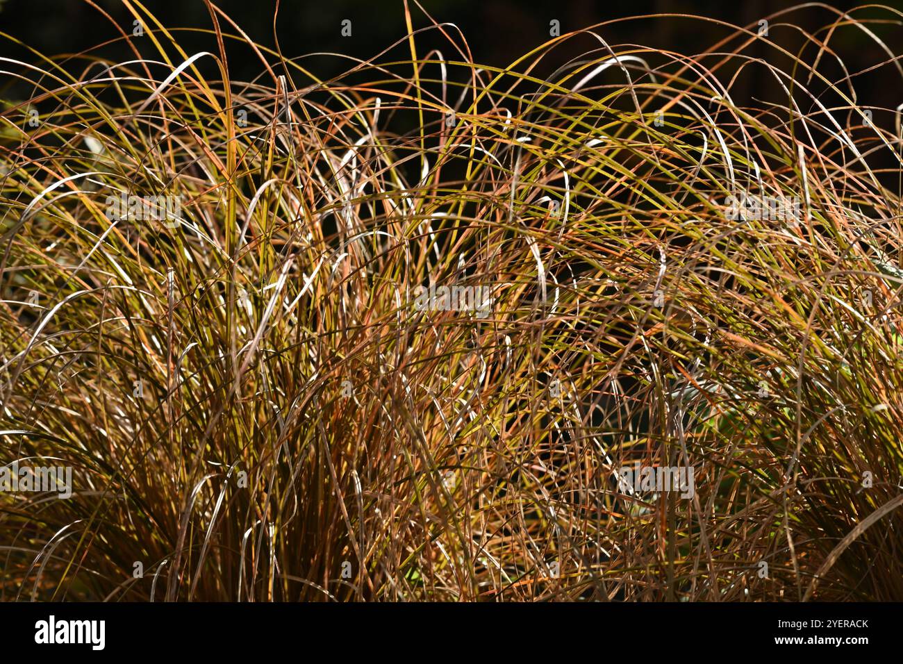 Erba di bronzo ornamentale (carex) in un giardino autunnale ottobre Regno Unito Foto Stock