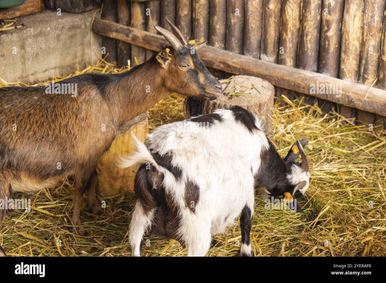 Animali capre che mangiano nella fattoria. Masticazioni domestiche. Agricoltura ed ecologia. Caseificio per capre, mammella piena di latte, cibo per bambini piccoli, bestiame Foto Stock