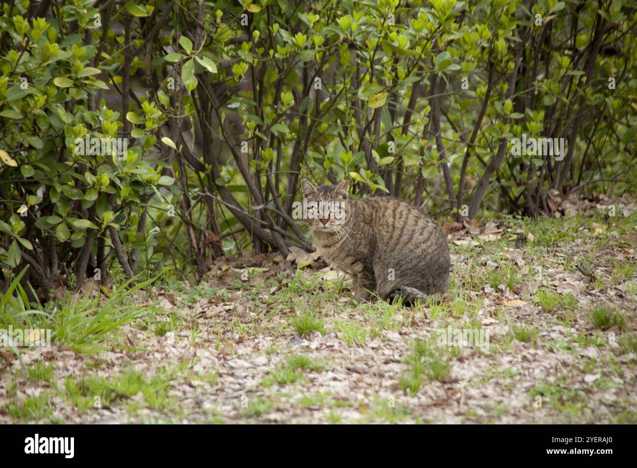 Gatto randagio nel parco Foto Stock