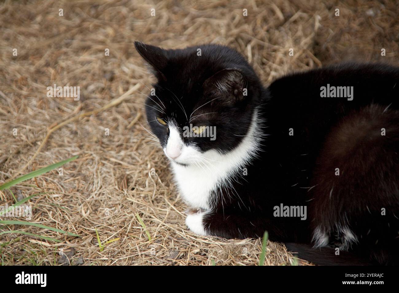 Gatto randagio nel parco Foto Stock