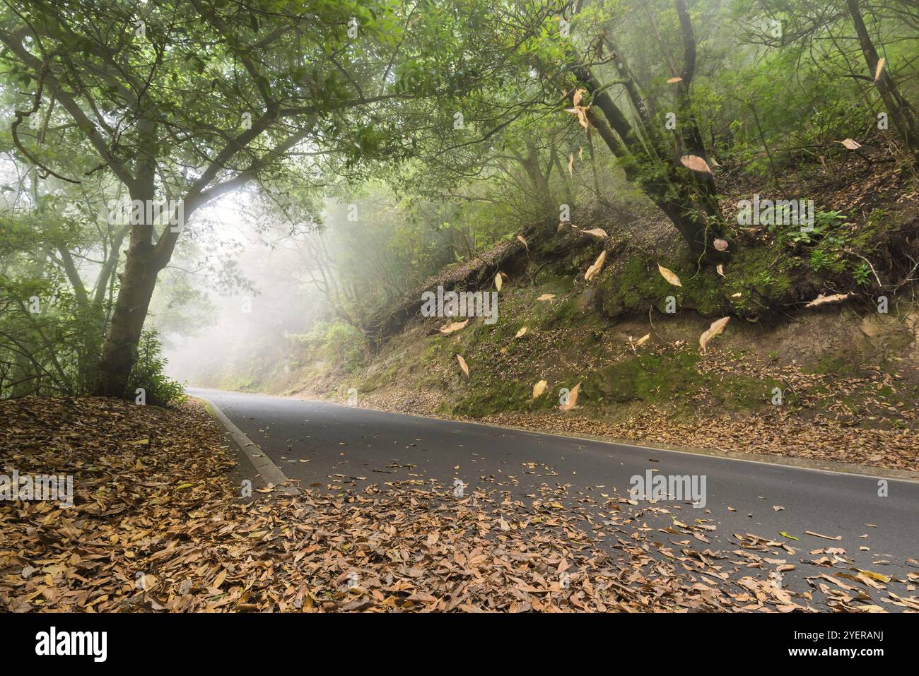 Strada nella foresta, foglie che cadono e myst, Anaga, Tenerife, Isole Canarie, Spagna, Europa Foto Stock