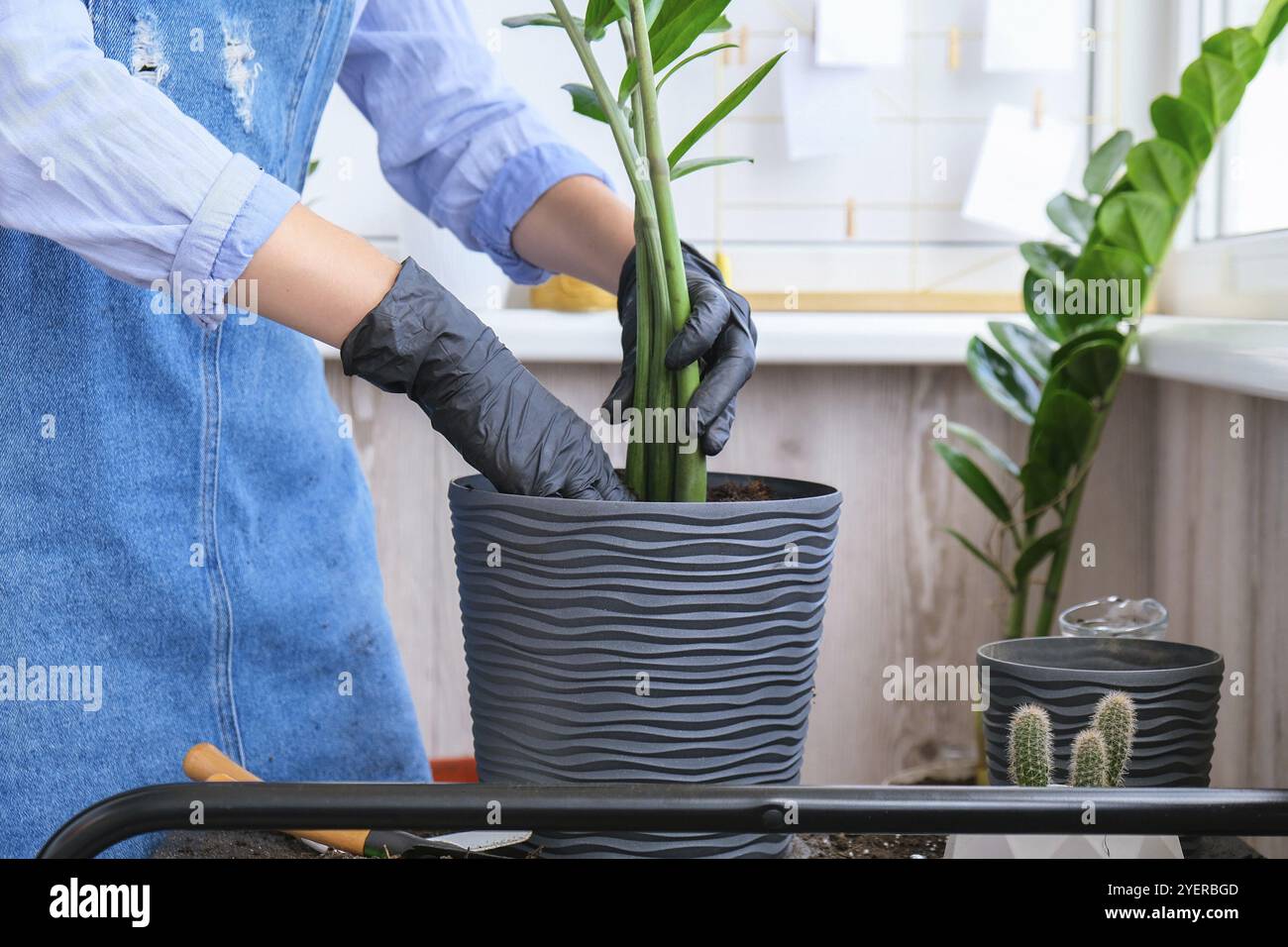 Donna giardiniere trasplants piante interne ed usa una pala sul tavolo. Zamioculcas concetto di cura delle piante e giardino domestico. Piantare la molla. Albero dei soldi Foto Stock