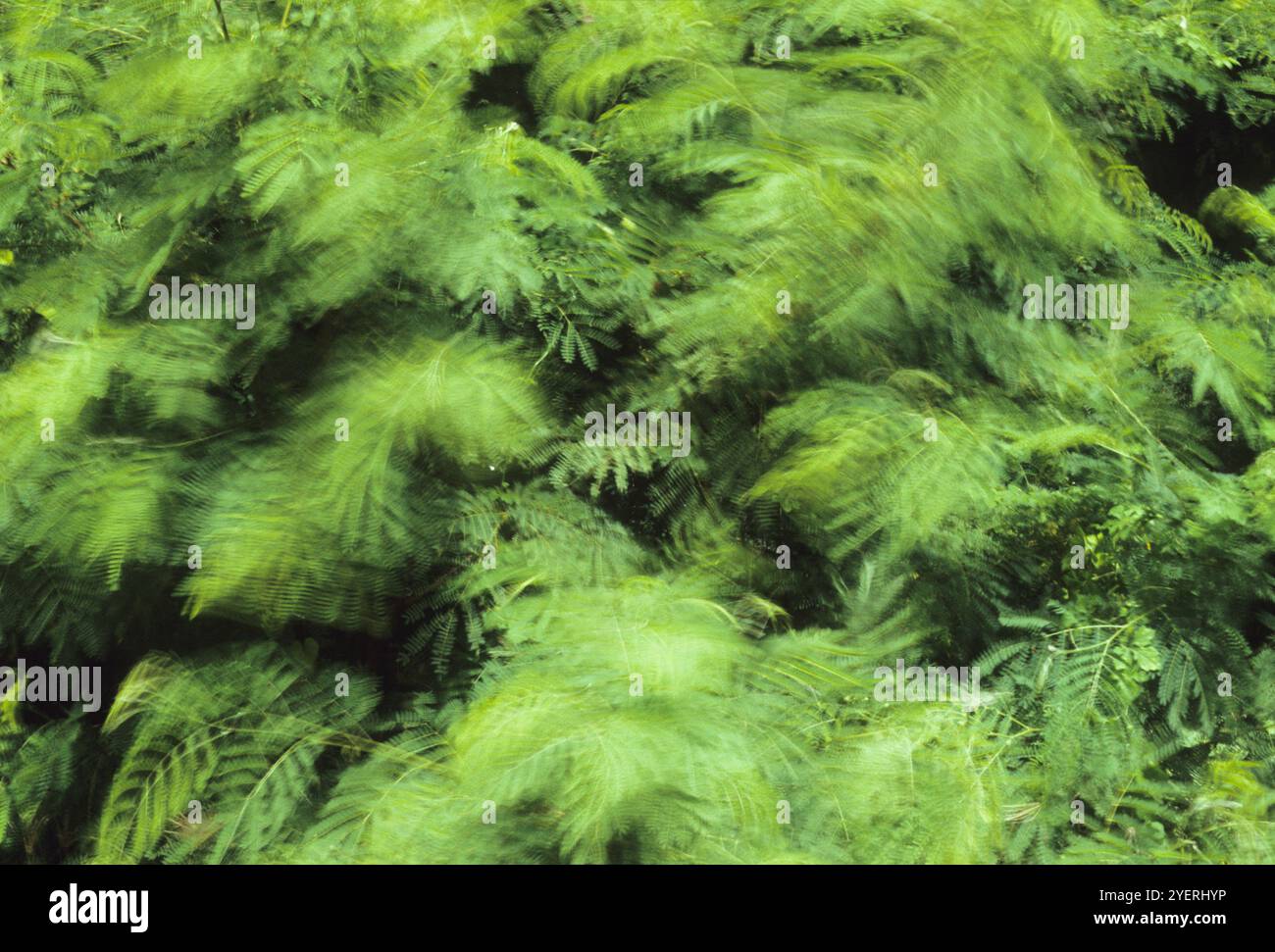 Tree ondeggianti nel vento Foto Stock