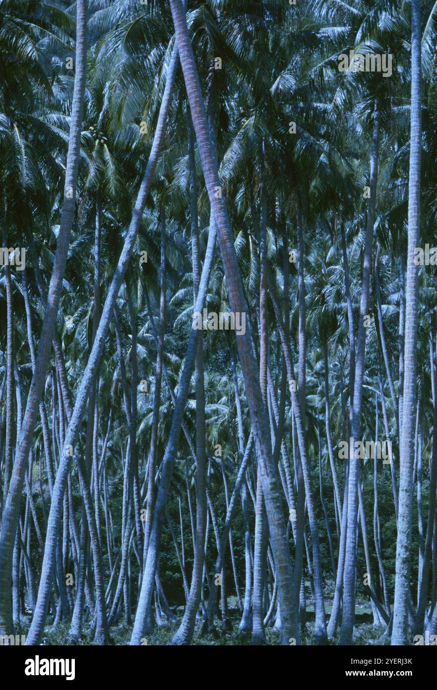 Palm Tree Forest Foto Stock