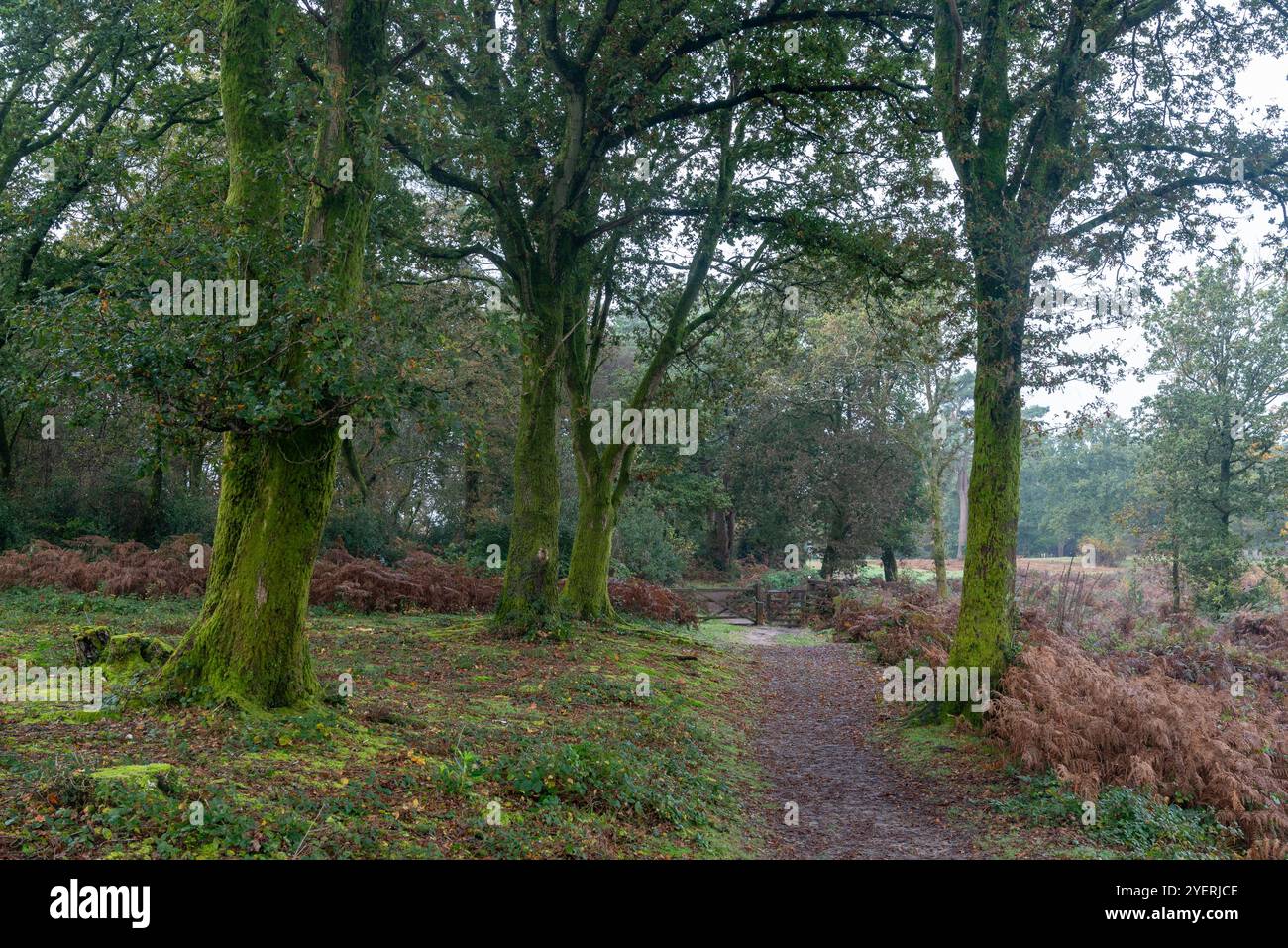 Lussureggianti alberi verdi e un sentiero con cancello in legno all'interno del parco nazionale devil's punchbowl nel Surrey, Inghilterra. Foto Stock