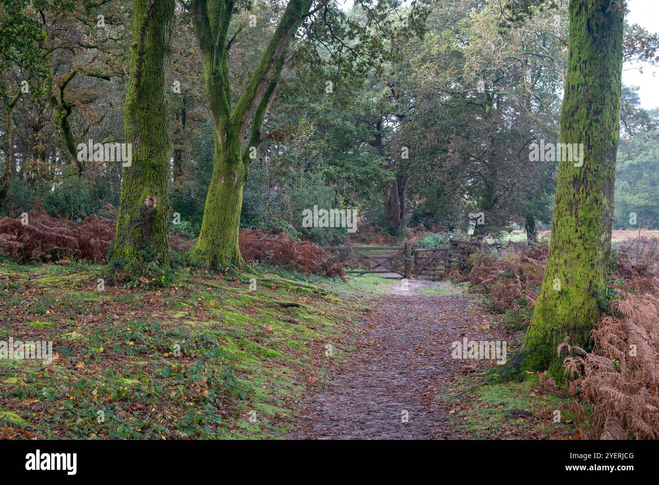 Lussureggianti alberi verdi e un sentiero con cancello in legno all'interno del parco nazionale devil's punchbowl nel Surrey, Inghilterra. Foto Stock