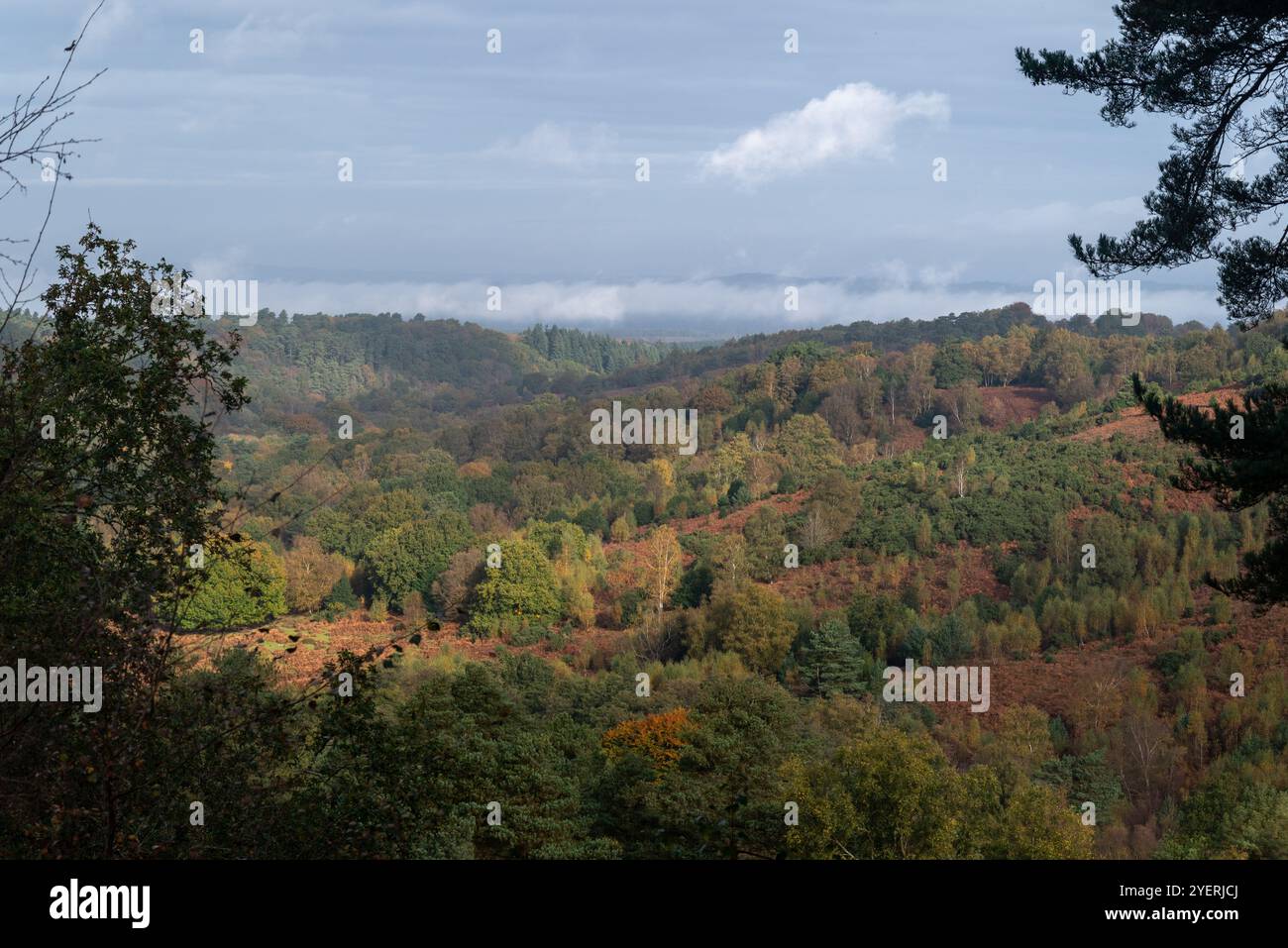 Colori vivaci e vivaci della campagna inglese, con alberi e colline durante la stagione autunnale. Foto Stock