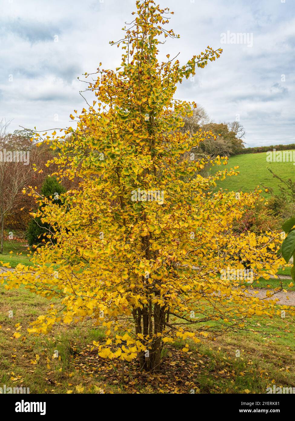 Fogliame autunnale giallo dell'arbusto di maidenhair, Ginkgo biloba "Autumn Gold" Foto Stock