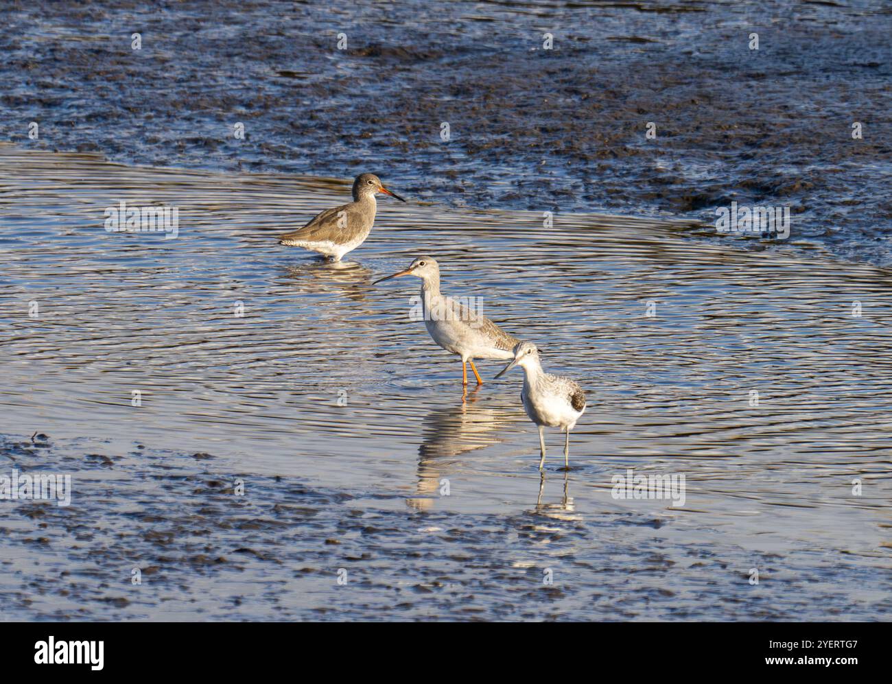 Greenshank; Tringa nebularia, Common Redshank, Tringa totanus e Spotted Redshank, Tringa erythropus sul Firth of Forth a Grangemouth, Scozia, Foto Stock